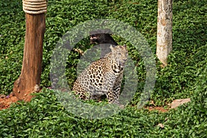 Leopard and black panther