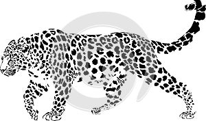 Leopard photo