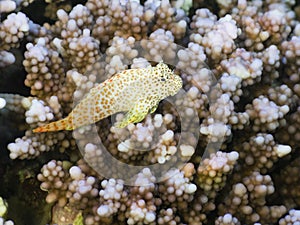 Leopard blenny above corals photo