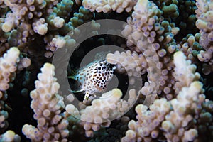 A Leopard Blenny - Leopard Rockskipper fish hiding between the coral