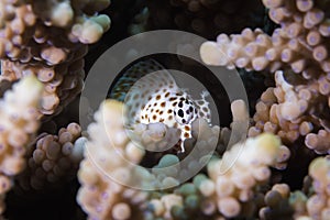 A Leopard Blenny - Leopard Rockskipper fish hiding between the coral