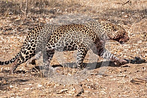 Leopard with Bloody Snout Walking