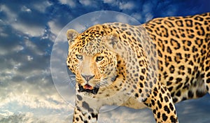 leopard on a blue sky background