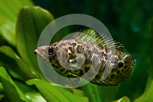 Leopard bush fish, freshwater spectacular labyrinth species from Middle Africa, careful and timid community tank pet