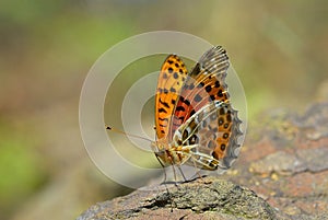 Leopard butterfly parked on the rock