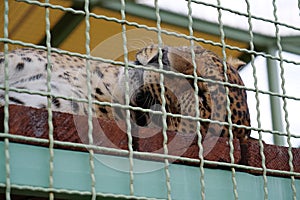 Leopard in cage sleeps and have a dream