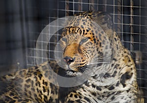 Leopard in cage, spotted panthera in zoo