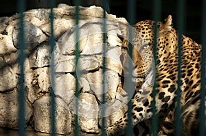 Leopard in captivity photo