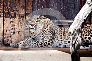 Leopard in captivity lying on the ground