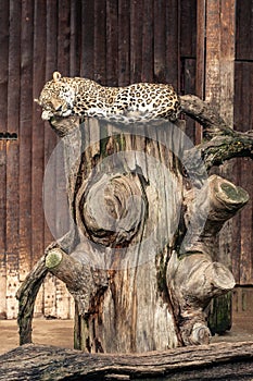 Leopard in captivity lying on a tree trunk
