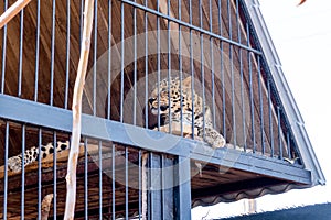 Leopard in captivity in a zoo behind bars. Power and aggression in the cage.