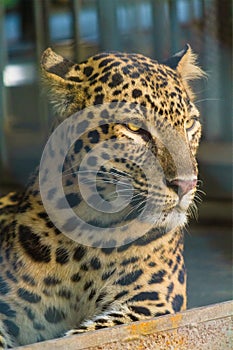Leopard Captured at Buxa Forest
