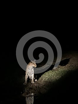 Leopard captured in dark