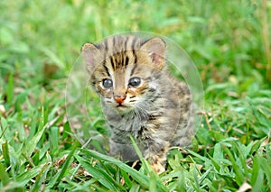 Leopard cat