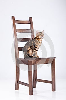 Leopard Cat On A Chair