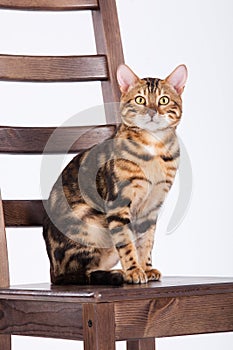 Leopard Cat On A Chair