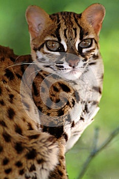 Leopard Cat, Felis Bengalennsis, Sarawak, Malaysia