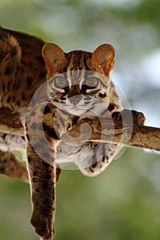 Leopard Cat, Felis Bengalennsis, Sarawak, Malaysia