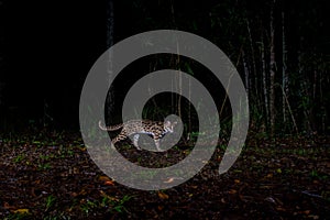 Leopard cat at the night in forest, Thailand