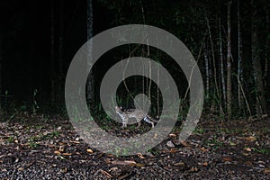 Leopard cat at the night in forest, Thailand