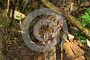 Leopard cat Prionailurus bengalensis