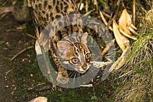 Leopard cat Prionailurus bengalensis