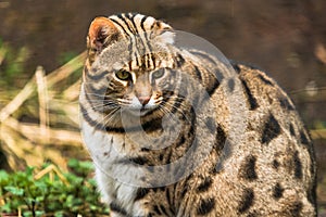 Leopard cat Prionailurus bengalensis