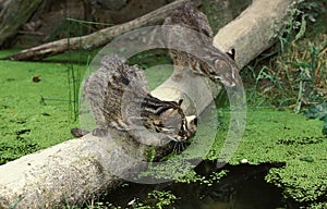 LEOPARD CAT prionailurus bengalensis