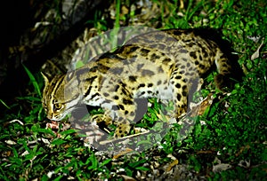 Leopard Cat (Prionailurus bengalensis) photo