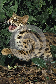 Leopard Cat, prionailurus bengalensis, Adult Snarling