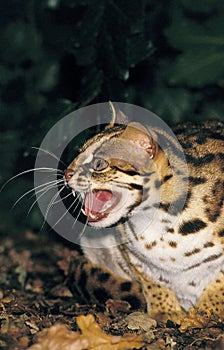 LEOPARD CAT prionailurus bengalensis, ADULT SNARLING, THREAT POSTURE