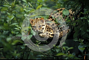 LEOPARD CAT prionailurus bengalensis, ADULT STANDING ON BRANCH
