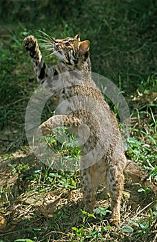 Leopard Cat, prionailurus bengalensis, Adult standing on Hind Legs, Hunting Bird