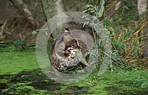 Leopard Cat, prionailurus bengalensis, Adut with Fish in its Mouth