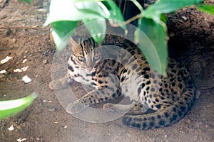 Leopard cat Prionailurus bengalensis close up