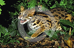 Leopard Cat, prionailurus bengalensis, Female with Cub