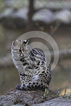 Leopard Cat or Prionailurus bengalensis, Sikkim photo