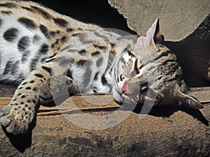 Leopard Cat or Prionailurus bengalensis Sleeping on a Log photo