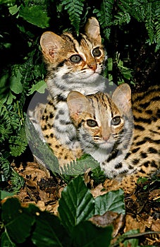 LEOPARD CAT prionailurus bengalensis, YOUNGS