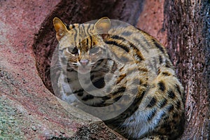 Leopard cat Prionailurus bengalensisLooking on rock with light from above