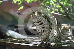 The leopard cat is rest and sit down