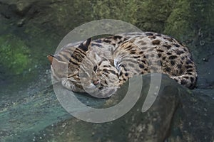 The leopard cat is rest and sleep on the mountain