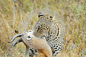 Leopard catching a prey, Serengeti National Park, Tanzania