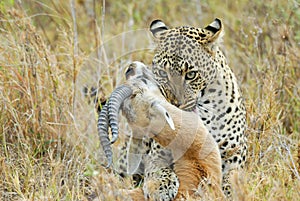 Leopard catching a prey, Serengeti National Park, Tanzania