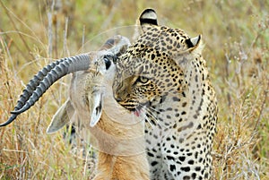 Leopard catching a prey, Serengeti National Park, Tanzania