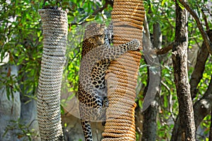 Leopard is climbing on an animal behavior stimulator.