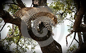 Leopard climbing down tree