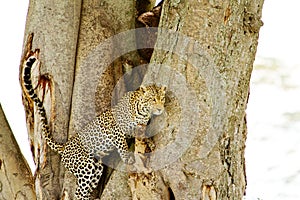 Leopard climbing down tree