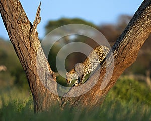 Leopard climbing down a tree