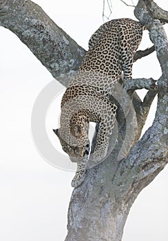 Leopard climbing down a tree at Masai Mara